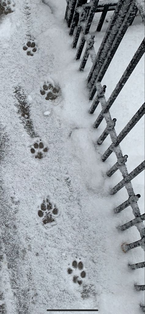 Snow Story Instagram, Snow Ig Story, Snow Instagram Story, Snow Day Aesthetic, Snow Movie, Paw Prints In Snow, Dog Snow Photography, Instastory Ideas, Snow Quotes