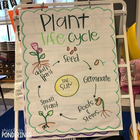 Life Cycles Kindergarten, Plants Kindergarten, Plant Lessons, Science Anchor Charts, Kindergarten Anchor Charts, Life Cycles Activities, Plants Unit, Plant Activities, 1st Grade Science