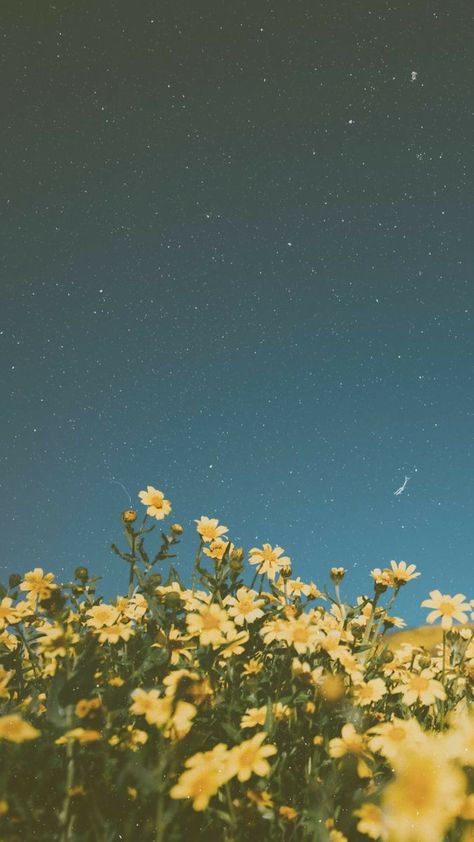 Phone Wallpaper Nature Aesthetic, Nicolecore Wallpaper, Yellow Flower Wallpaper Aesthetic, Flower Yellow Wallpaper, Yellow Sky Aesthetic Wallpaper, Yellow Space Wallpaper, Yellow Aesthetic Landscape, Yellow Homescreen Wallpaper, Yellow Sky Aesthetic