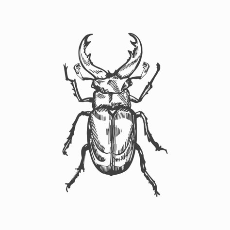 Sketches Of Insects, Bug Ink Drawing, Bug Outline Drawing, Beatle Insect Sketch, Beatle Bug Tattoo Design, Bettle Bug Drawings, Bug Drawing Reference, Bug Chest Tattoo, Beatle Drawings Bug Simple