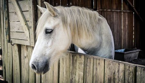 heartland Horse Boarding Facility, Horse Business, Stall Door, Barn Stalls, Barn Hacks, Barn Animals, Cowgirl Magazine, Free Horses, Horse Training Tips