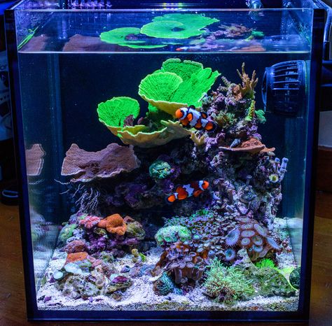 Reef Tank Design, Reef Tank Aquascaping, Nano Reef Tank, Marine Fish Tanks, Fish Tank Themes, Coral Reef Aquarium, Saltwater Fish Tanks, Marine Tank, Aquarium Landscape