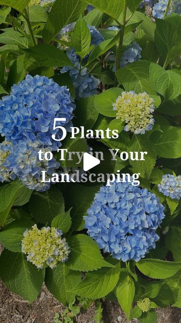 84K views · 1.8K likes | Tori Carner | DIY & Design on Instagram: "5 plants to try in your landscaping 🌸 All of these plants are perennial, so they will come back every year, and they are a mix of evergreen and deciduous.
- Hosta ⁣⁣
- Endless Summer Hydrangea⁣⁣
- Japanese Holly ⁣⁣⁣
- Obsession Nandina ⁣
- Encore Azalea⁣⁣
⁣⁣
We live in Central VA (zone 7) 🌿" Obsession Nandina, They Will Come Back, Japanese Holly, Summer Hydrangea, Endless Summer Hydrangea, Outside Paint, Plant Tips, Zone 7, Diy Gardening