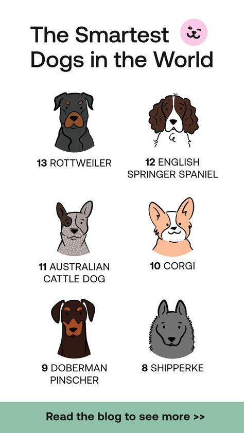 So you're looking for a smart dog, or at least wondering which dog breeds fit the bill. Obviously, there's no one right answer when it comes to dog intelligence, but there are certainly a few markers that would indicate your dog's ability to learn. Cut Dogs, School Locker Decorations, Smartest Dogs, Athletic Dogs, Smartest Dog Breeds, Mini Pinscher, Funny Kid Memes, Veterinary Assistant