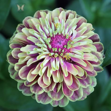 Raspberry Limeade, Zinnia Seeds, Zinnia Garden, Zinnia Flowers, Cut Flower Garden, Annual Flowers, Flower Gardens, Flowering Vines, Flowers Perennials