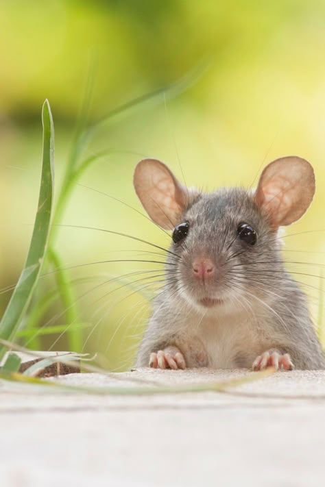 Rattus Rattus, Harvest Mouse, Mouse Photos, Cute Mice, Animals To Draw, Pet Mice, Cute Rats, Mouse Rat, Animal Reference