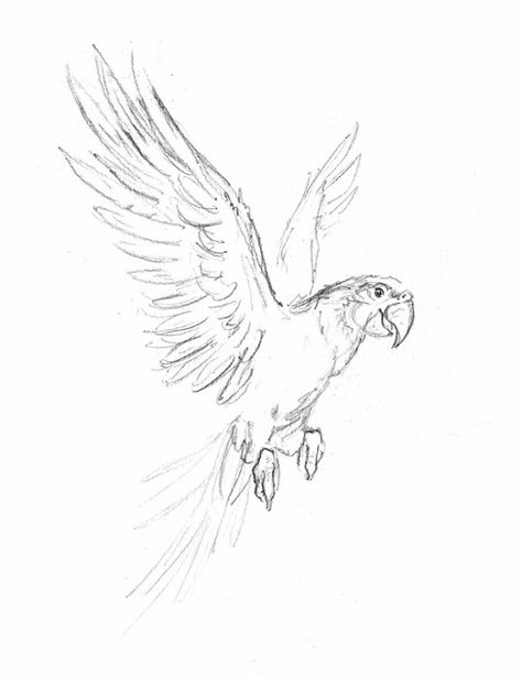 Drawing Ideas Parrot, Drawing Of A Parrot, Parrot Sketch Pencil, Animal Scetch Drawings, Drawings Of Birds Sketches, Parrot Drawing Reference, How To Draw A Bird Flying, Flying Animals Drawing, Sketch Of Parrot