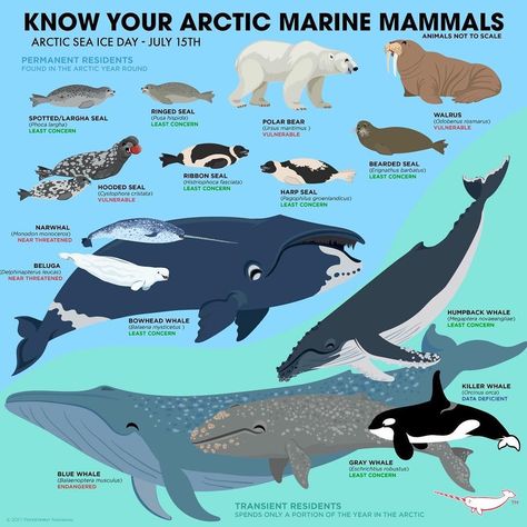 Peppermint Narwhal on Instagram: “#arcticseaiceday #knowyourarcticmarinemammals #peppermintnarwhal” Bowhead Whale, Baleen Whales, Animals Information, Fun Facts About Animals, 동화 삽화, Arctic Animals, Endangered Animals, Animal Species, Marine Mammals