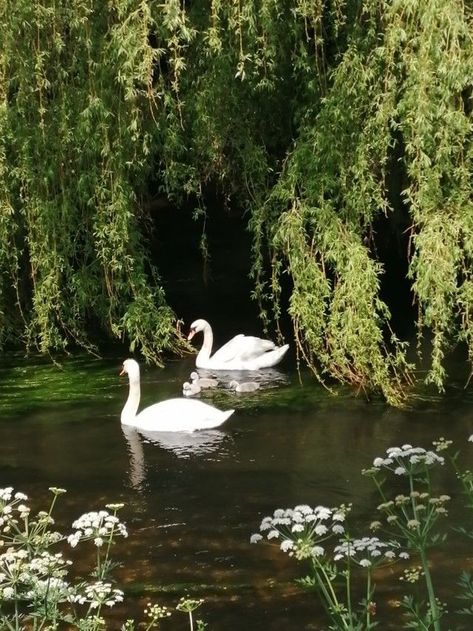 Swan Pictures, Two Swans, Swan Painting, Mute Swan, Earth Angel, Ethereal Art, Jolie Photo, Nature Aesthetic, Pretty Places