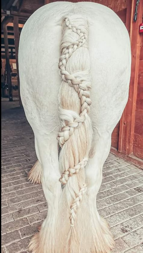 Draft tail braid seen at Appleby Horse Fair, the biggest and best in Europe. Horse Main Ideas, Horse Mane Ideas, Horse Hairstyles, Mane Braids, Horse Mane Braids, Horse Braids, Horse Hair Braiding, Unusual Horse, Horse Braiding