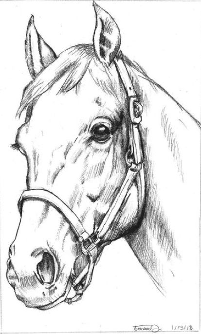 Horse Pencil Drawing, Horse Head Drawing, Drawing Horses, Horse Art Drawing, Pencil Drawings Of Animals, Horse Sketch, Animal Drawings Sketches, Horse Coloring Pages, Drawing Heads