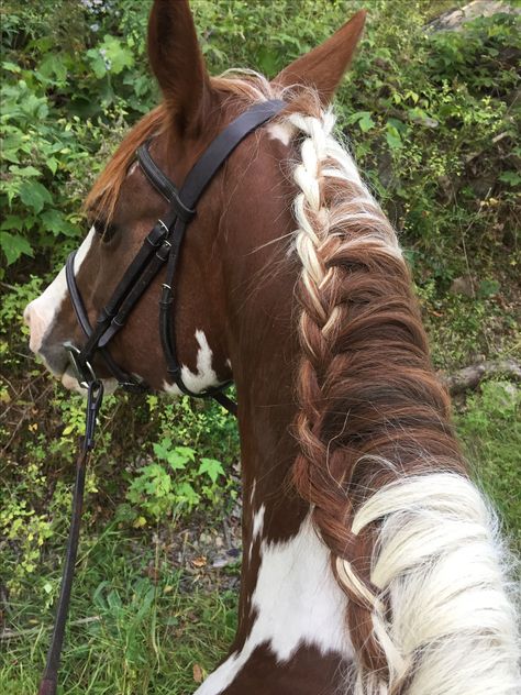 That coloring is absolutely gorgeous!! Horse Hairstyles, Horse Mane Braids, Horse Braids, Horse Braiding, Horse Ears, Horse Mane, Horse Riding Clothes, Gorgeous Horses, Horse Pics