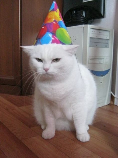 Yeah, Happy Freaking Birthday Funny Cat Memes, Cat Birthday, Cat Person, Funny Cat Pictures, Happy Cat, Funny Cat Videos, Crazy Cat, Crazy Cat Lady, Crazy Cats