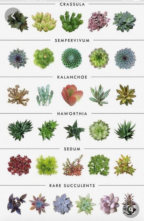 Types of Succulents 🥰😘🥰 - Succulents Garden Succulent Garden Outdoor, Different Types Of Succulents, Succulent Names, Types Of Succulents Plants, Beautiful Terrariums, Garden Succulents, Herb Garden Design, Succulent Garden Diy, Propagating Succulents