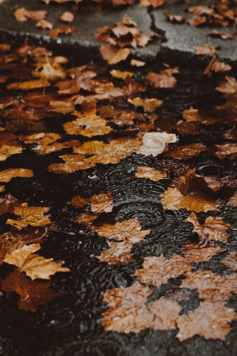 Fall Mood Board, Autumn Rain, Autumn Scenery, Fall Feels, Best Seasons, Fall Pictures, Autumn Cozy, Autumn Aesthetic, Fall Wallpaper