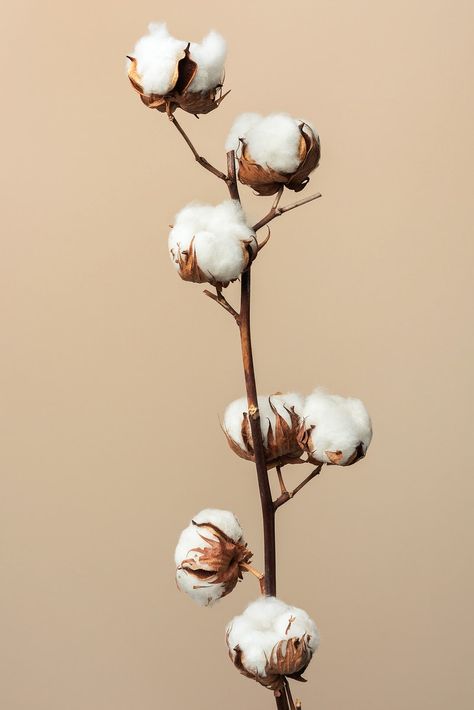 Cotton Branches, Window Shadow, Background Light, Flower Window, Cotton Plant, Cotton Flower, Terrarium Diy, Hanging Frames, Floral Image