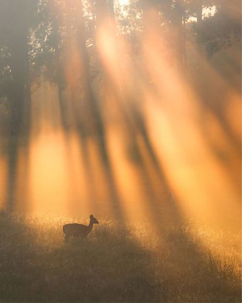 Gold Autumn Aesthetic, Dust In Sunlight, Summer Sunshine Aesthetic, Yellow Landscape Aesthetic, Sun Aethstetic, Yellow Nature Aesthetic, Sunshine Person Aesthetic, Warm Yellow Aesthetic, Sunshine Character Aesthetic