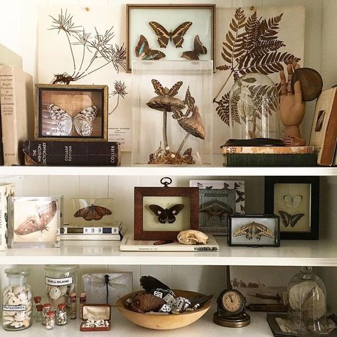 Naturalist Decor, Oddities Decor, Cabinet Of Curiosity, Witchy Decor, Cabinet Of Curiosities, Nature Decor, Taxidermy, Shelf Decor, Natural History