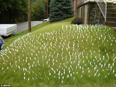 It's certainly a bizarre and definitely thankless task, but someone felt it necessary to populate this front lawn with plastic forks Yard Pranks, April Fools Ideas, Practical Jokes Pranks, Funny April Fools Pranks, Prank Wars, Funniest Pranks, Harmless Pranks, Prank Ideas, Senior Pranks