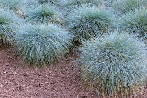 Ornamental grasses add texture to your landscaping, turning your one-dimensional flower beds into eye-catching masterpieces. Blue Fescue is one of the most Foundation Garden, Festuca Glauca, Ornamental Shrubs, Fescue Grass, Blue Fescue, Smooth Hydrangea, Front Yard Plants, Silver Plant, Court Yard