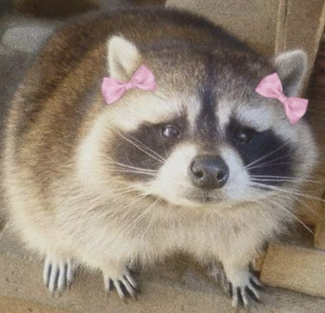 Cute Raccoons, Trash Pandas, Cute Raccoon, Raccoon Funny, Trash Panda, Silly Animals, Racoon, Little Animals, Cute Little Animals