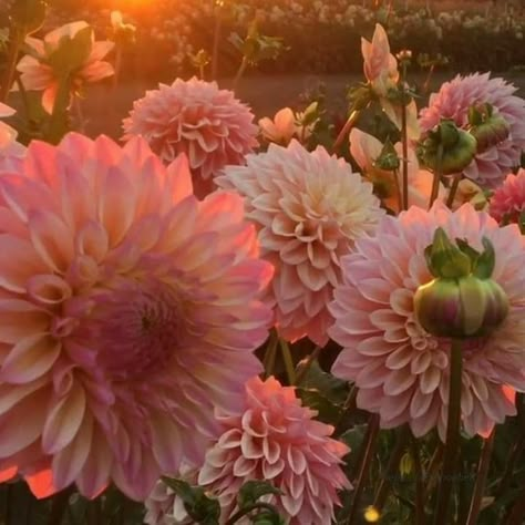 Dalia Flower, Dahlia Garden, Dahlias Garden, Flower Farmer, Pink Garden, Dahlia Flower, Beautiful Landscape Wallpaper, Favorite Flowers, Aesthetic Stuff