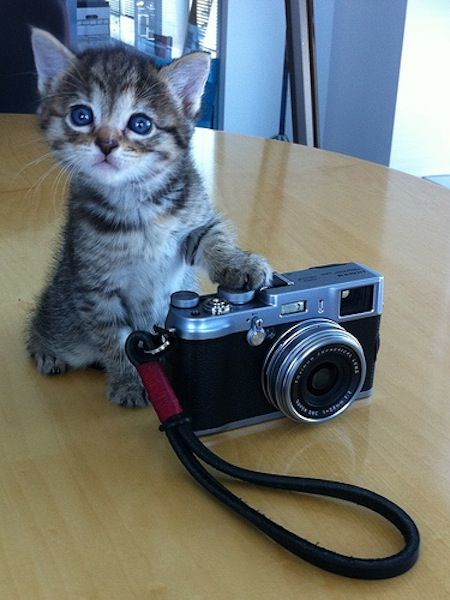 "How do I take a selfie?" Kitten Pictures, Kittens And Puppies, Cute Kittens, Beautiful Cats, Cat Photo, Animals Friends, Crazy Cats, Cat Pics, Cat Love