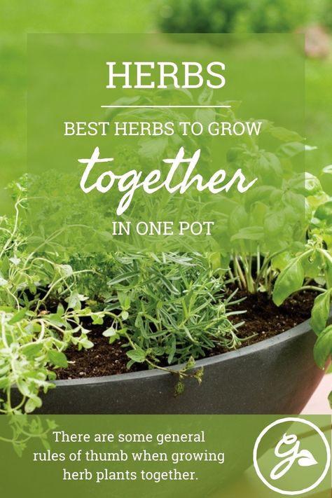 Potted Herbs Outdoor, Herbs In A Pot, Raised Herb Garden Layout, Plant Herbs, Herbs Growing, Herb Gardens For Beginners, Herb Gardens In Pots, Herb Garden Pots Ideas, Planting Herbs In Pots Outdoors