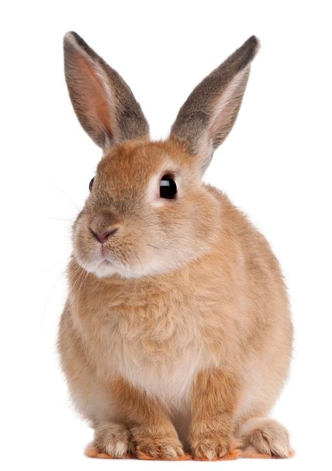 Bunny rabbit sitting on white isolated | Premium Photo #Freepik #photo #animals #cute #white #rabbit Bunny Background, Rabbit Sitting, Young Rabbit, Penguin Drawing, Rabbit Pictures, White Bunnies, Rabbit Photos, Bunny Images, Kitten Drawing