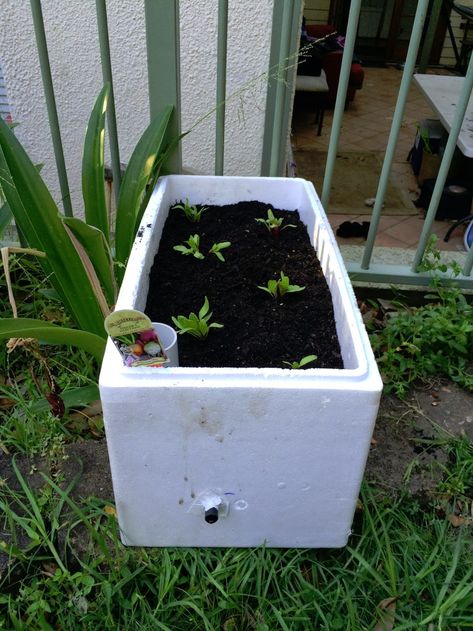 Chez Morgs: Self watering styrofoam planter Styrofoam Planter Boxes, Styrofoam Crafts, Self Watering Containers, Plants And Pots, Local Fruit, Gardening Projects, Pvc Pipes, Foam Blocks, Self Watering Planter