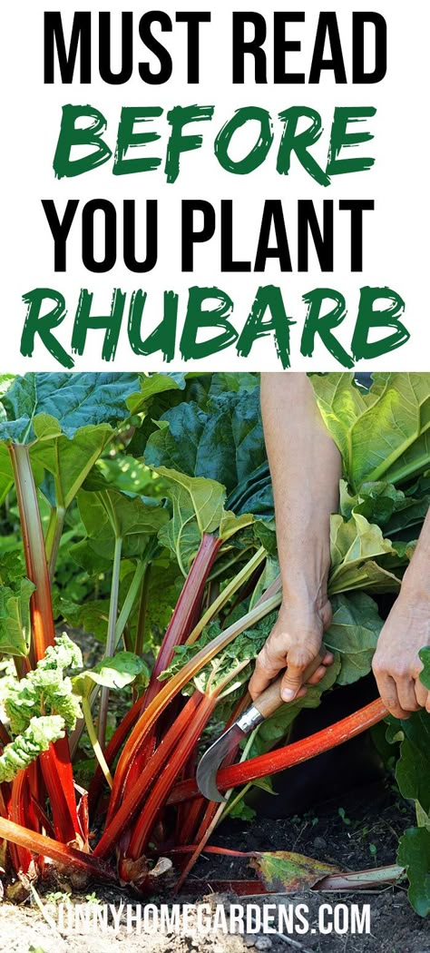 How To Grow Rhubarb, Grow Rhubarb, Garden Diy Decoration Ideas, Rhubarb Rhubarb, Growing Rhubarb, Rhubarb Plants, Perennial Vegetables, Garden Wallpaper, Rhubarb Recipes