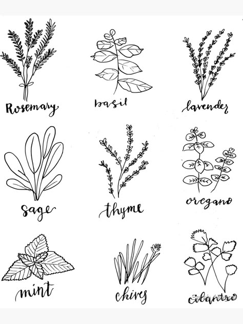 "Ink herb doodles" Art Print by starbucksjoy | Redbubble Herb Doodles, Herb Tattoo, Herbs Illustration, Plant Doodle, Ink Doodles, Doodles Art, Journal Idea, Culinary Herbs, Floral Drawing