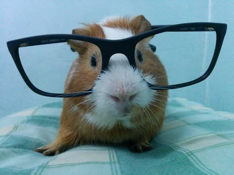 Guinea pig in nerd glasses Big Glasses, Nerd Glasses, Cute Guinea Pigs, Silly Animals, Silly Cats, Hamsters, Rodents, Guinea Pig, Guinea Pigs