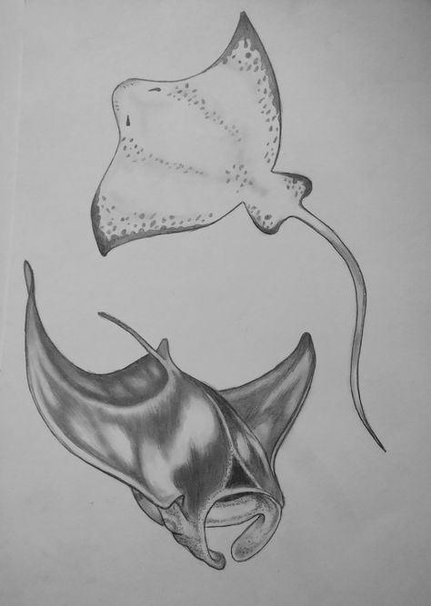 Stingray Shoulder Tattoo, Sting Rays Drawing, Manta Ray Line Tattoo, Shark And Stingray Tattoo, Sting Ray Sketch, Sting Ray Tattoo Design, Sting Ray Drawings, Mantaray Drawing, Stingray Sketch