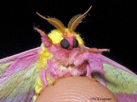 Rosy maple moth Dryocampa rubicunda (Fabricius, 1793) | Butterflies and Moths of North America Venezuelan Poodle Moth, Fluffy Moths, Cute Moths, Poodle Moth, Pretty Bugs, Maple Moth, Pink Moth, Rosy Maple Moth, Cute Moth