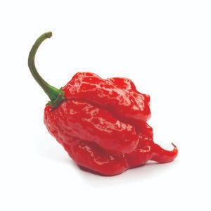 Hot peppers - Local Life Carolina Reaper Pepper, Chilli Plant, Bhut Jolokia, Types Of Peppers, Ghost Pepper, Hot Salsa, Carolina Reaper, Ghost Peppers, Red Chili Peppers