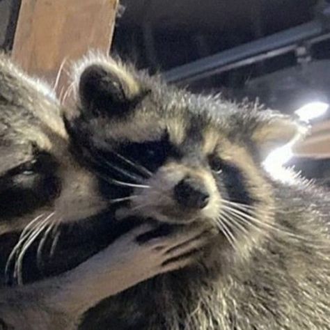 raccons couple ♡ Raccoon Matching Pfp, Raccoon Pfp, Trash Panda Funny, Cute Cat Pfp, Raccoon Art, Pet Raccoon, Cat Profile, Dog Icon, Cat Pfp