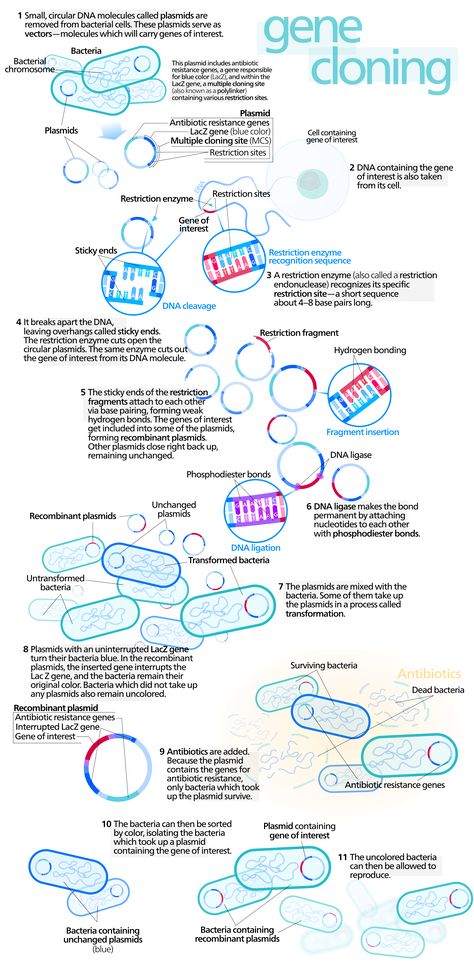 Recombinant Dna, Ap Bio, Dna Technology, Molecular Genetics, Biology Classroom, Ap Biology, Teaching Biology, Biomedical Engineering, Genetic Engineering