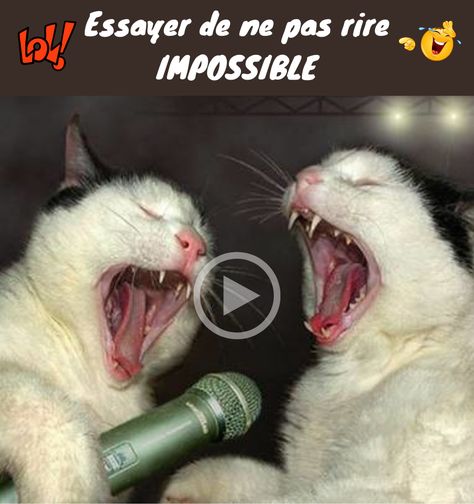 #chat #chaton #videochatdrole #videochat #chatonsmignons #chatsdroles #videosmarrantes #animauxdroles #mdr #fourire #videoanimaux #videosdroles #betisieranimaux #betisierinternet Image Chat, Video Chat, Animals