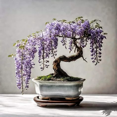 Bonsai Tree With Flowers, Crystal Bonsai Tree, Bonsai Plants Aesthetic, Wisteria Bonsai Tree, Lilac Bonsai, Bonsai Wisteria, Banzai Tree, Bonsai Aesthetic, Bonsai Tree Aesthetic