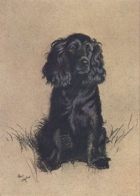 Black Cocker Spaniel, Spaniel Art, Portrait Vintage, Cocker Spaniel Dog, Spaniel Dog, A4 Poster, Animal Sketches, Dog Signs, Vintage Dog