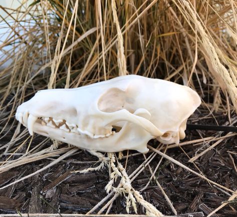 Coyote skull Animals Skull, Sleeve Inspiration, Coyote Skull, Skull Dog, Masks Ideas, Skull Anatomy, Therian Masks, Skull Reference, Wet Specimen