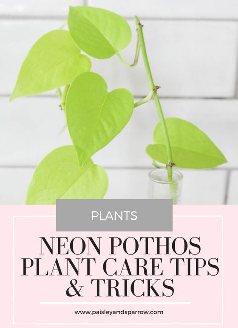 Pothos Care Tips, Vibrant Flower Arrangements, Pothos In Water, Garden Home Design, Pothos Care, Pothos Plant Care, Philodendron Care, Fire Pit Garden, Neon Pothos