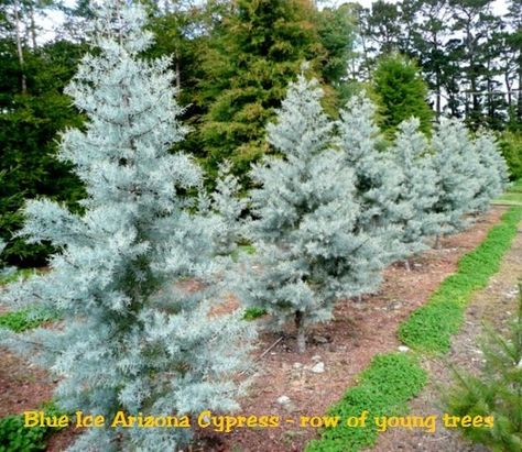 Zone 9 Trees, Blue Ice Cypress, Arizona Cypress, Glaucous Blue, Evergreen Landscaping, Arizona Landscaping, Conifer Garden, Landscape Garden Ideas, Cypress Mulch