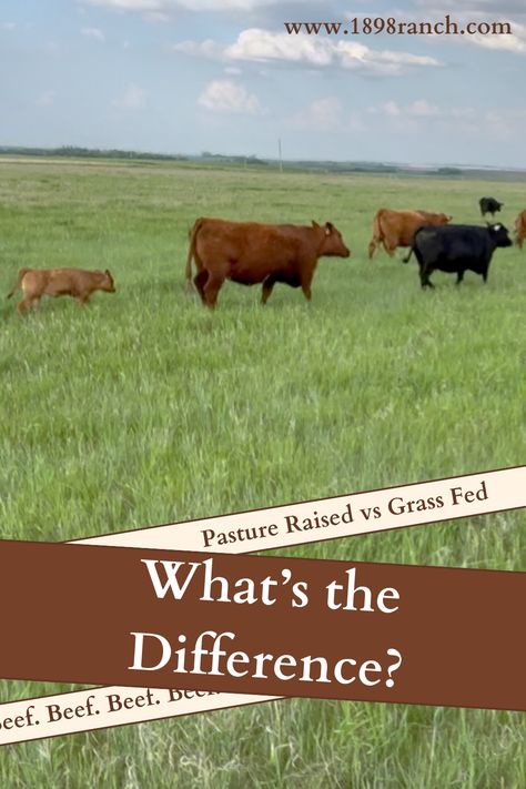 pasture raised beef vs grass fed what's the difference with red and black angus cattle walking in grass Grass Fed Beef Benefits, Rotational Grazing, Raising Cattle, Farming Techniques, Types Of Grass, Dairy Cow, Dairy Cows, Grass Fed Beef, Dairy