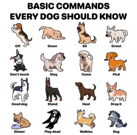 There are some amazing facts about dog's & pet's and some intresting tips for pet dog and pet's to helpes you to know more about dog's and pet's Basic Commands For Dogs, Basic Dog Commands, Dog Schedule, Puppy Commands, Commands For Dogs, Dog Commands Training, Puppy Checklist, Bichon Havanais, Dog Training Ideas