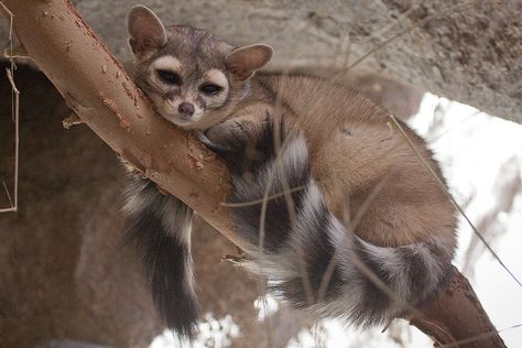 Totem: Ringtail Cat/Cacomixtle Ringtail Lemur, Possum Tattoo, Ringtail Cat, Anime Cat Art, Ringtail Possum, Sketches Nature, Aesthetic Cat Drawing, Fluffy Black Cat, Cute Animal Tattoos