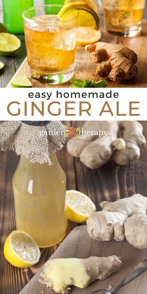 Homemade Ginger Beer, Mint Lemonade Recipe, Ginger Ale Recipe, Ginger Beer Recipe, Homemade Ginger Ale, Ale Recipe, Ginger Lemonade, Mint Lemonade, Ginger Syrup