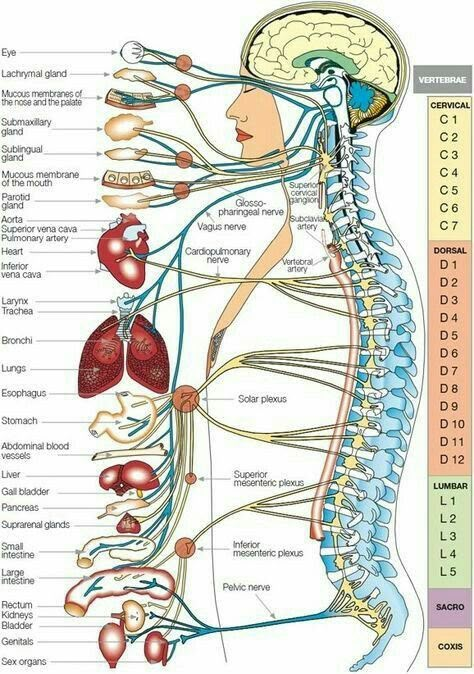 Nerve Anatomy, Nervus Vagus, Human Body Facts, Basic Anatomy, Basic Anatomy And Physiology, Reflexology Chart, Organ System, Spine Health, Human Body Anatomy