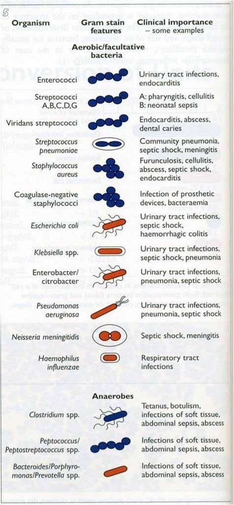 Bacteria And Viruses Activities, Staphylococci Bacteria Infection, Clinical Microbiology, Microbiology Study, Nail Ideas Acrylic, Medical Lab Technician, Medical Laboratory Technician, Microbiology Lab, Lab Science